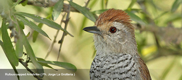 Birding Argentina – Araucaria Provintial Park, Cruce del Calballero